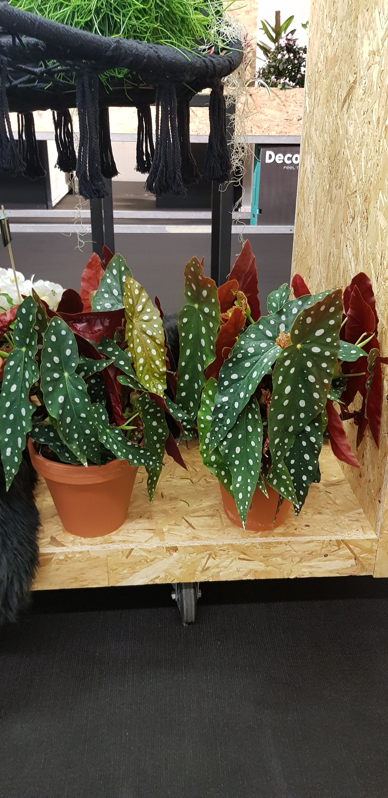 Begonia Maculata, photo 1
