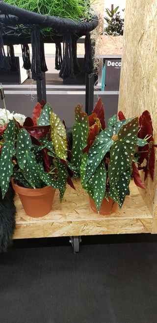 Begonia maculata