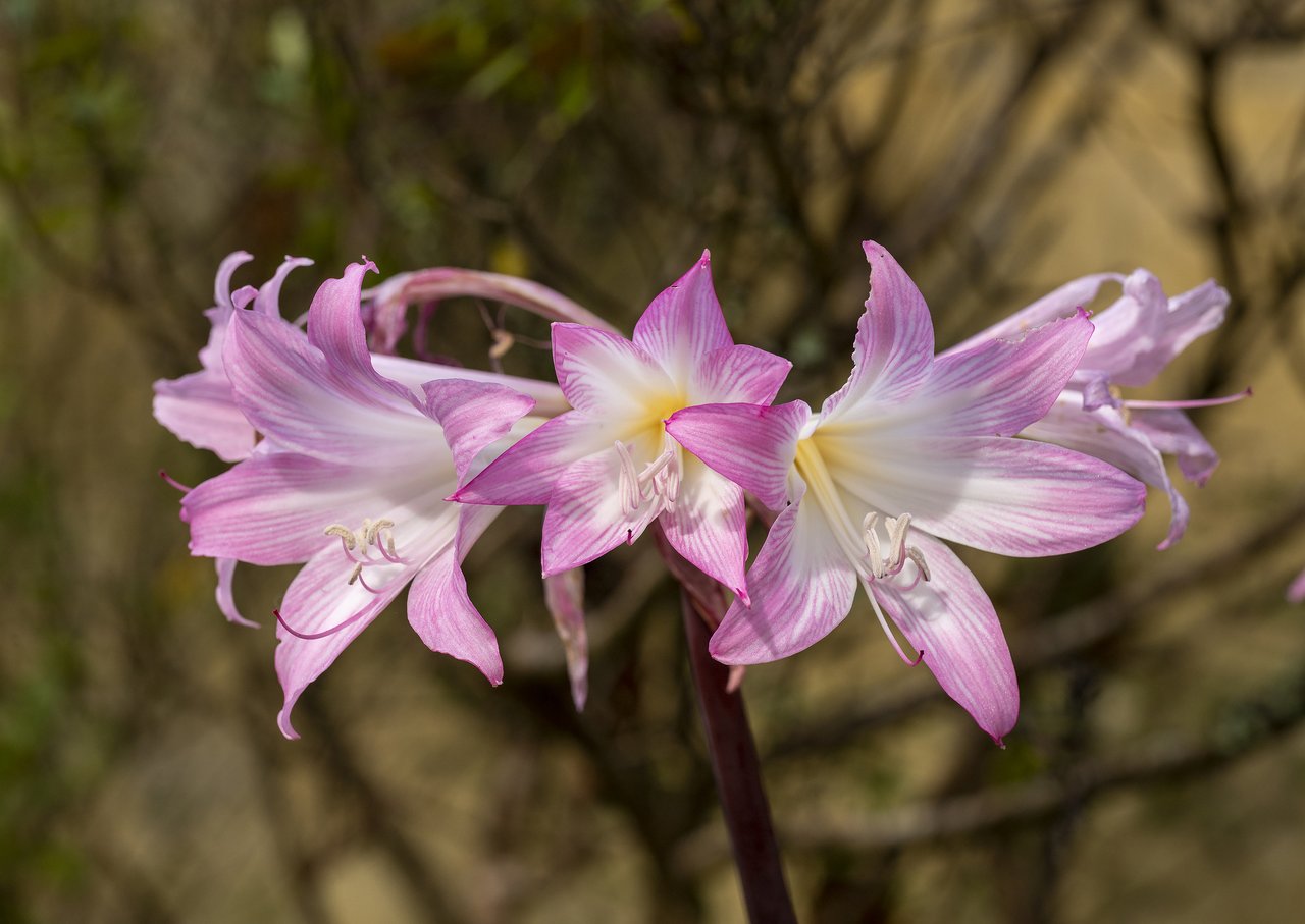 Amaryllis belladonna, foto 1