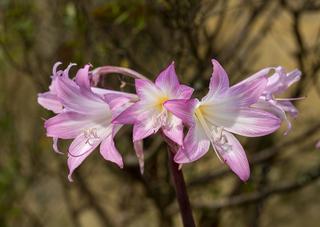 Amaryllis belladonna