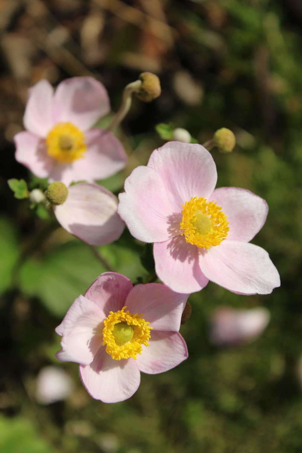 Eriocapitella hupehensis, photo 1