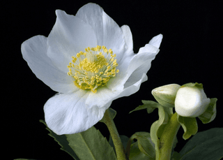 Helleborus niger