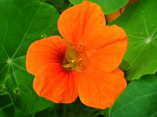 Tropaeolum majus