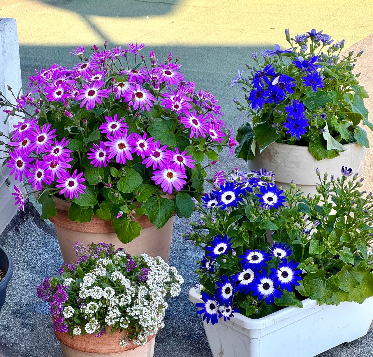 Pericallis x hybrida, foto 1