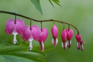 Lamprocapnos spectabilis