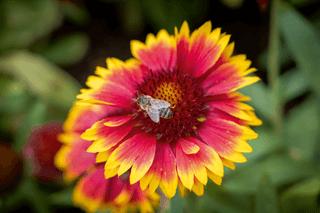 Gaillardia grandiflora