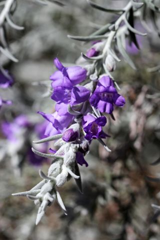 Eremophila nivea