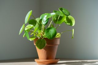 Pilea peperomioides
