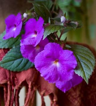 Achimenes hybrida
