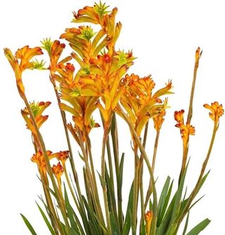 ANIGOZANTHOS - Verdidee Floricoltura