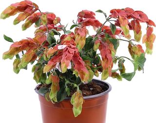 Beloperone guttata