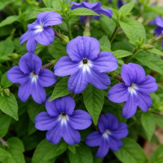 Browallia speciosa