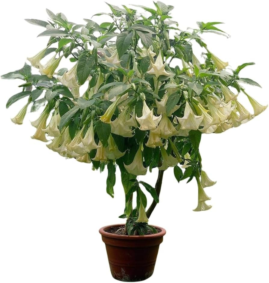 Brugmansia sanguinea, fotografia 1