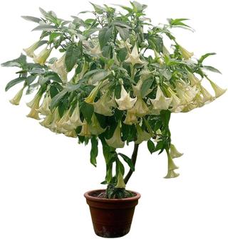 Brugmansia sanguinea