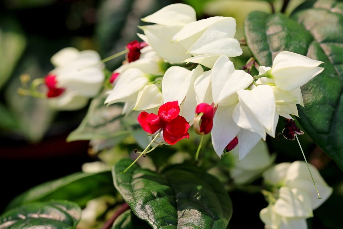 Clerodendrum thomsoniae, foto 1