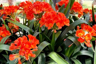 CLIVIA - Verdidee Floricoltura