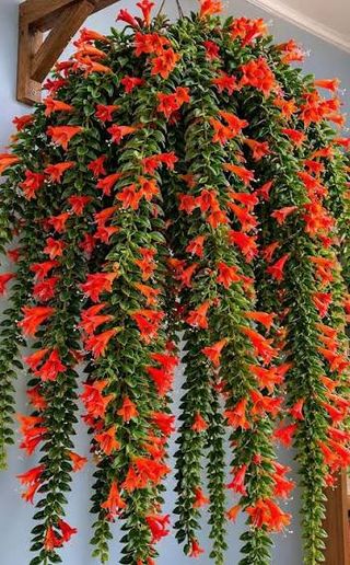 COLUMNEA - Verdidee Floricoltura