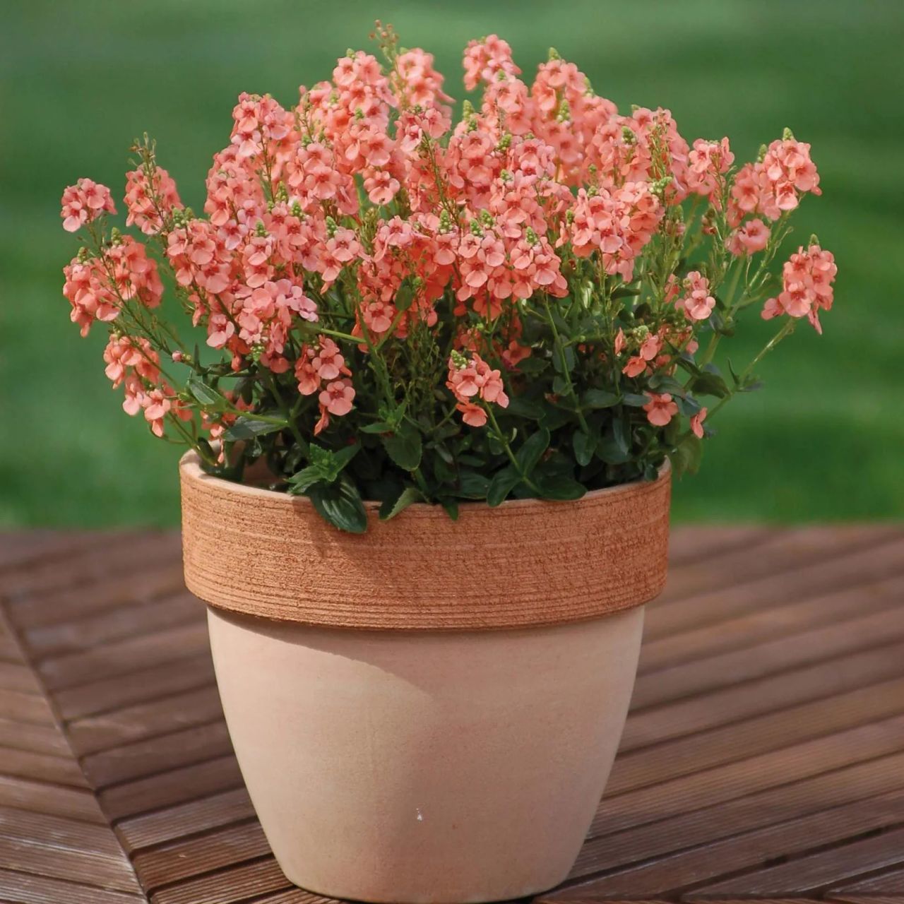 Diascia rigescens, fotografia 1