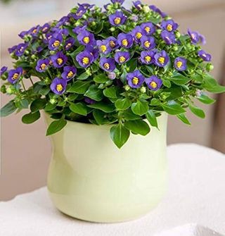 Exacum affine