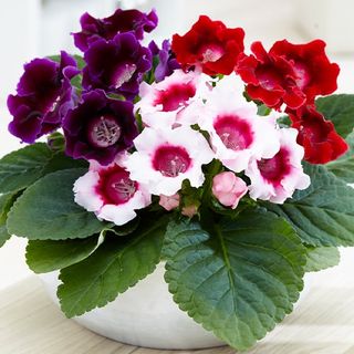 Gloxinia speciosa