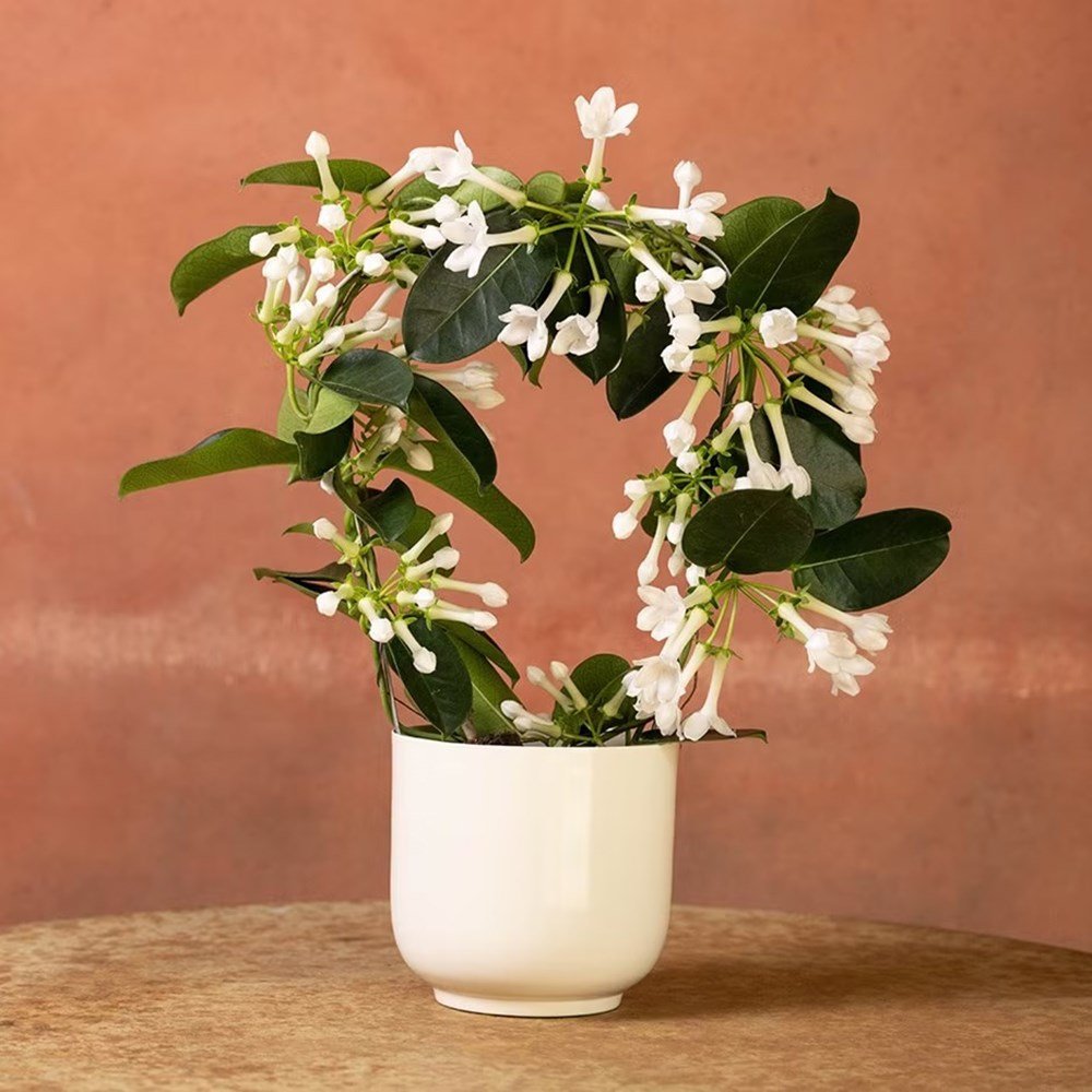Stephanotis floribunda, fotografia 1