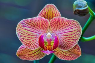 Phalaenopsis javanica