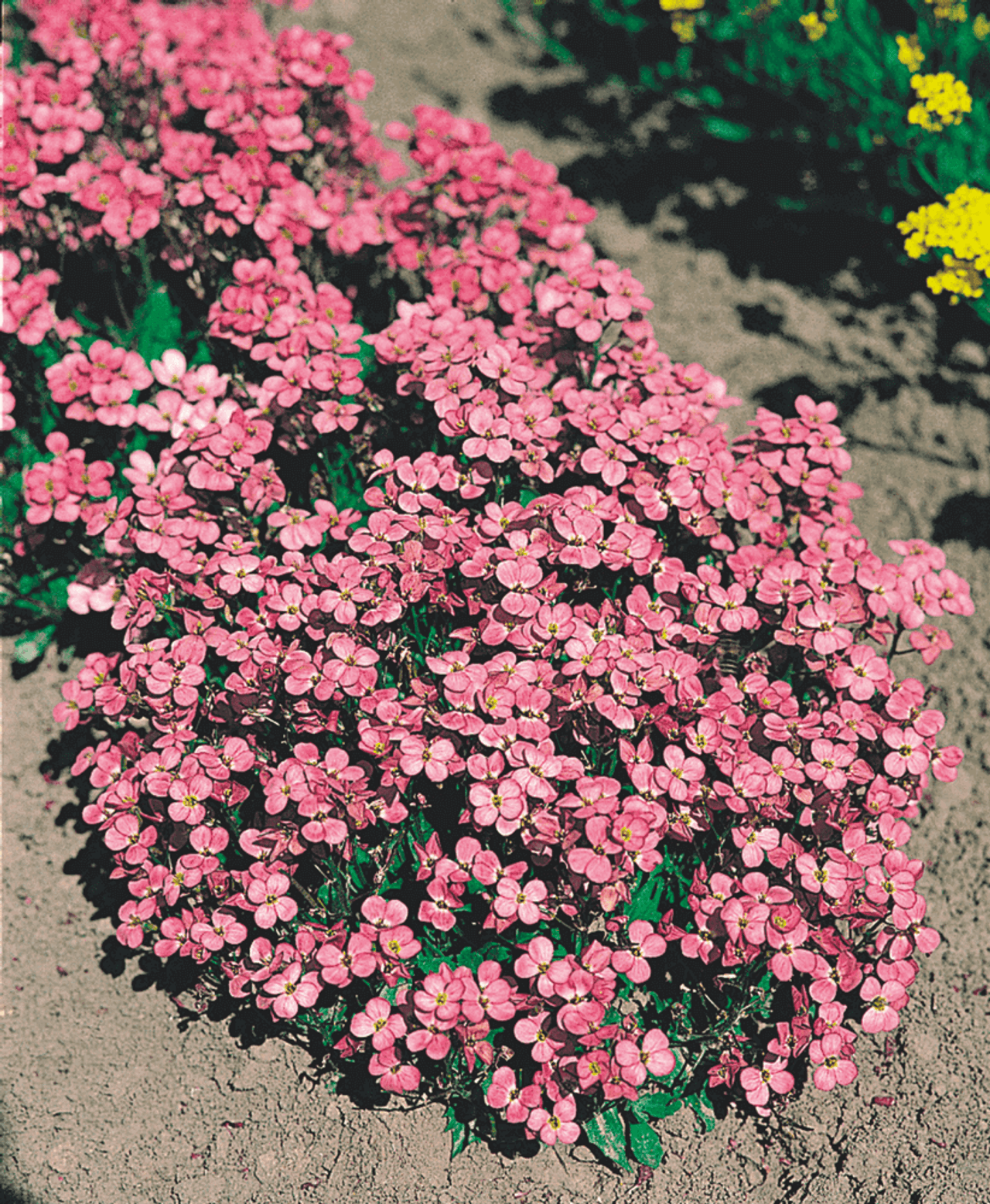 Arabis caucasica, foto 1
