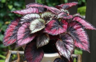 BEGONIA REX - Verdidee Floricoltura