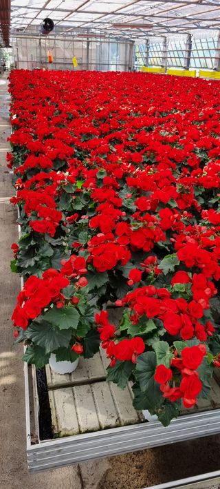 BEGONIA ELATIOR - Az. Agricola Bovolenta