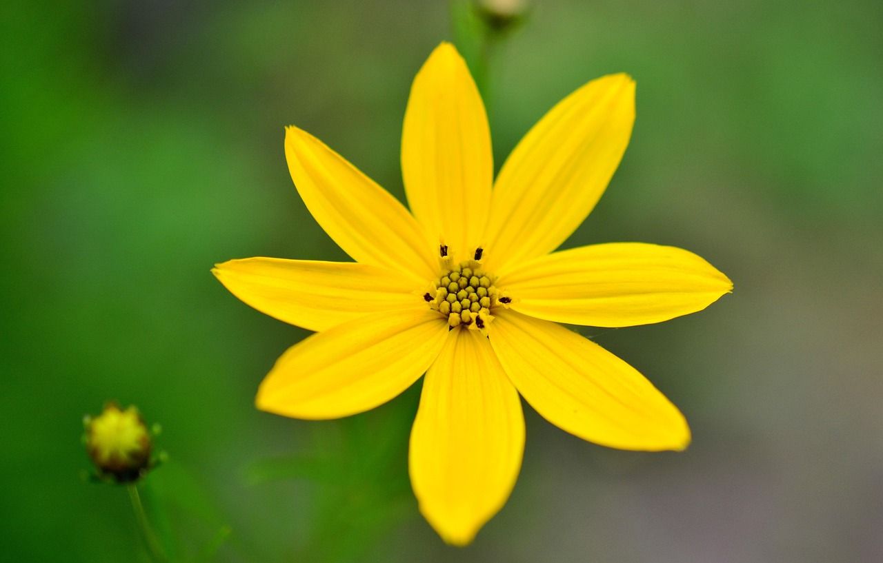 Coreopsis verticillata, foto 1