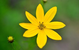 Coreopsis Verticillata