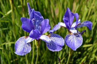 Iris sibirica