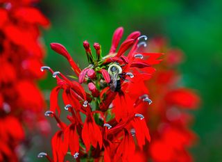 Lobelia cardinalis