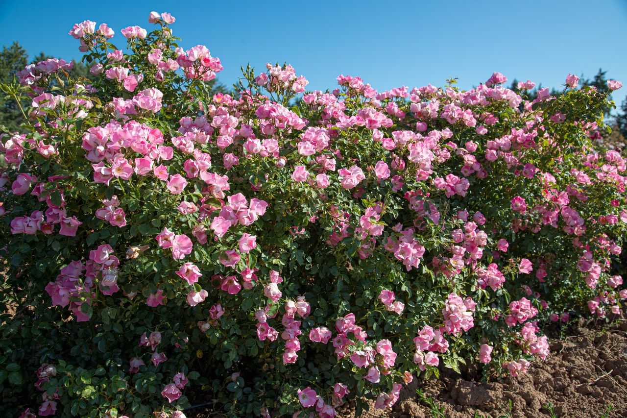 Friendly Pink Meissalu, foto 1