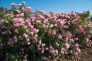 Friendly Pink Meissalu