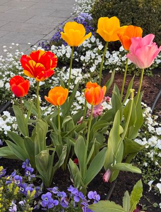 Tulipa Gesneriana