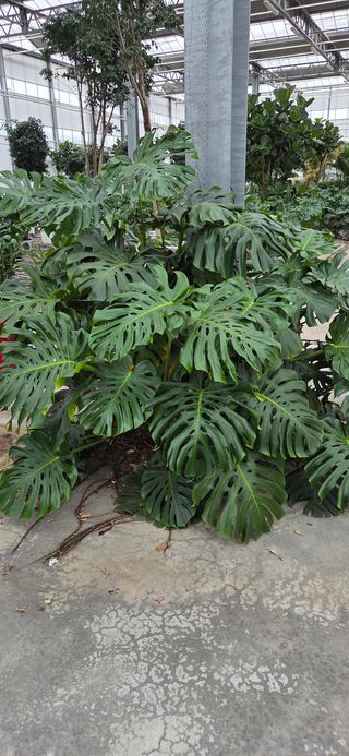 MONSTERA DELICIOSA - Garden La Fiorita di Dalla Nora Alice