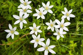 Ornithogalum Umbellatum