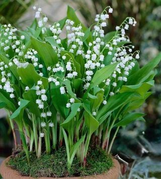 MUGHETTO - Verdidee Floricoltura
