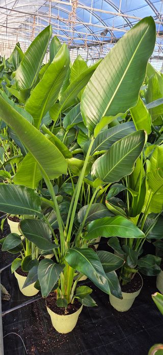 Strelitzia nicolai