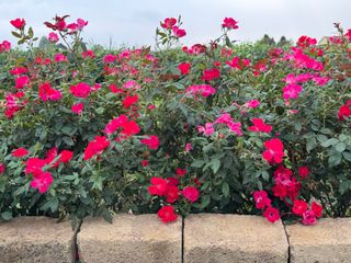 Knock Out Double Rosa-rosso