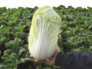 Brassica rapa