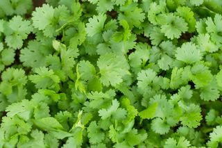 Coriandrum sativum