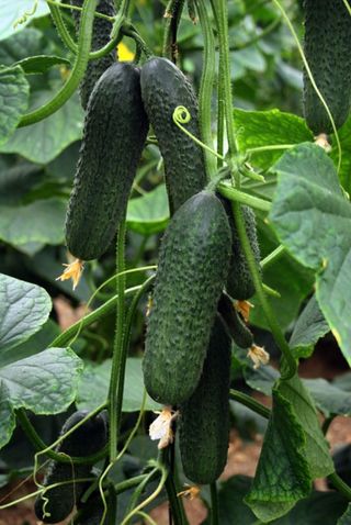 FAVILA F1 - GRUPPO PADANA Denis