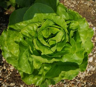 Lactuca sativa