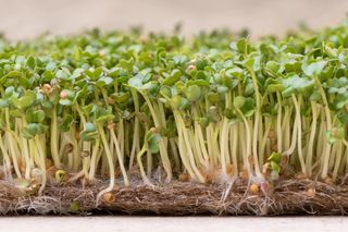 Lepidium sativum
