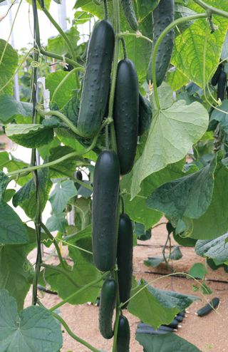 CUCUMIS SATIVUS - Attrezzature per il giardinaggio Badranti