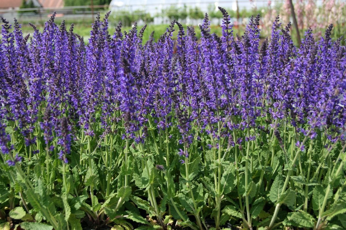 Salvia nemorosa, foto 1