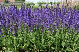 Salvia nemorosa