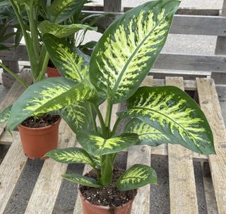 Dieffenbachia amoena